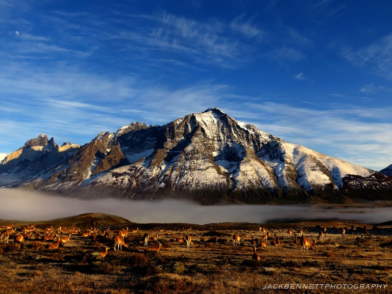 patagoniallamasamazingwatermark