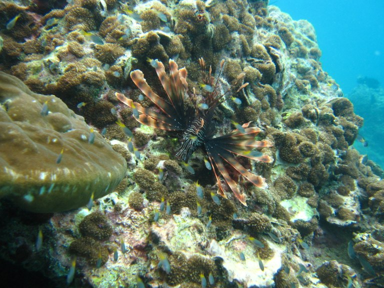 Lion Fish