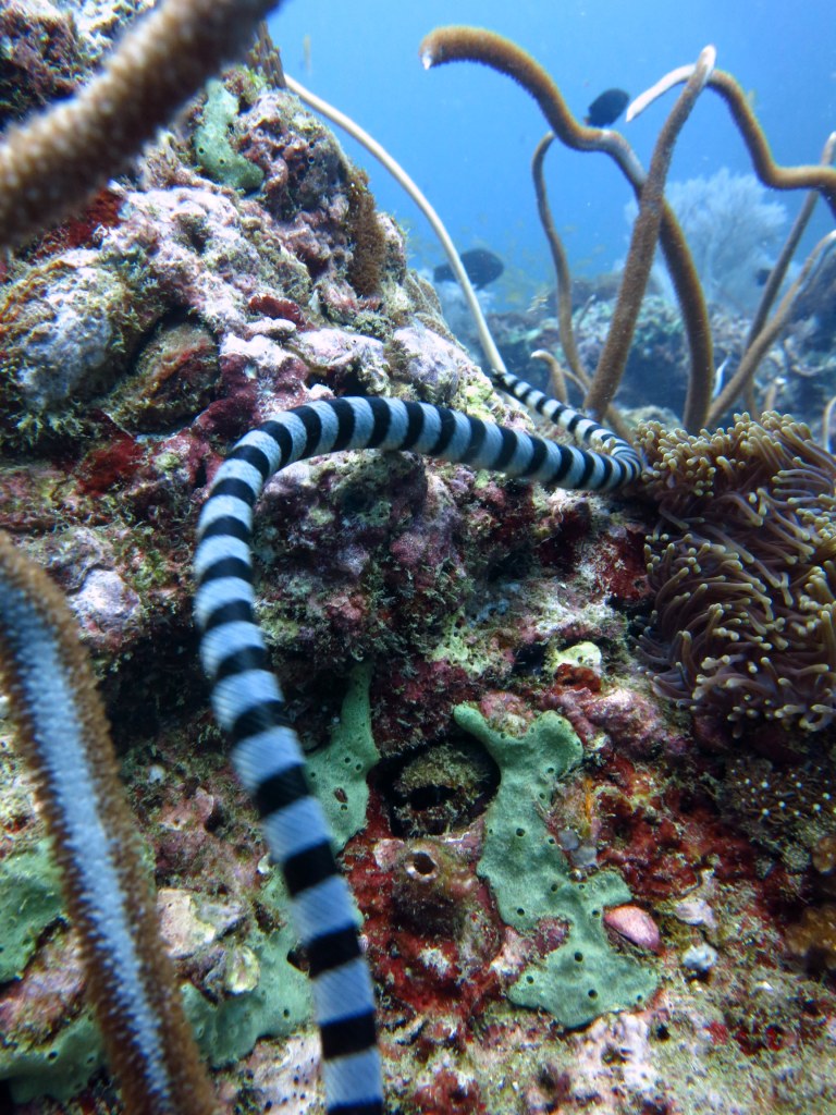 seasnake